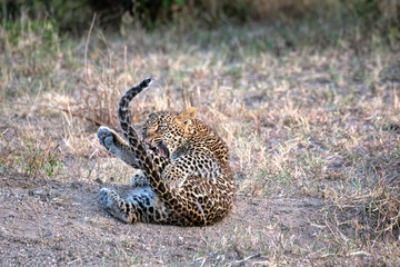 A leopard cub (approximately six months old) amuses itself by playing with its tail. Image taken in the Masai Mara, Kenya.	