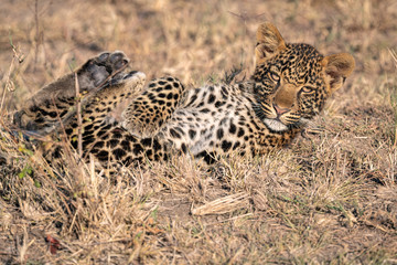 Close up of a  leopard cub (approximately 6 months old), rolling on the ground, paws in the air.  Image taken in the Masai Mara, Kenya.