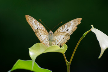 Butterfly 2019-163 / White peacock butterfly (Anartia jatrophae)
