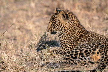 Close up of a  leopard cub (approximately 6 months old), laying in a clearing.  Image taken in the Masai Mara, Kenya.