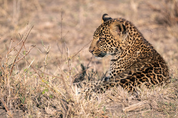 Close up of a  leopard cub (approximately 6 months old), laying in a clearing.  Image taken in the Masai Mara, Kenya.