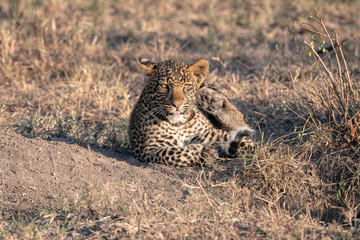 A leopard cub (approximately 6 months old), scratching his ear with his back paw.  Image taken in the Masai Mara, Kenya.