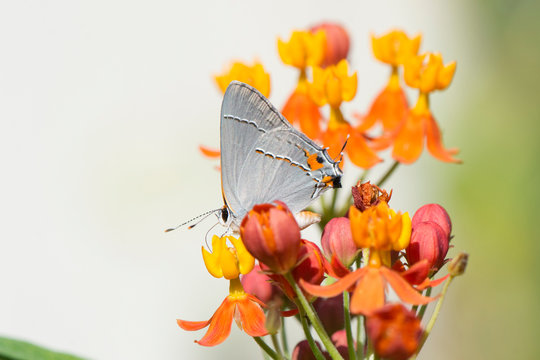 Butterfly 2019-167 / Red-banded Hairstreak (Calycopis cecrops)
