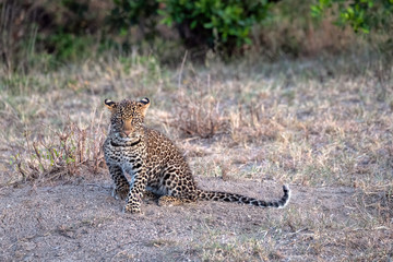 A leopard cub (approximately six months old) standing in a clearing. Image taken in the Masai Mara,...