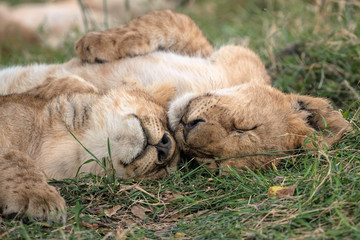 Two adorable lion cubs cuddle while sleeping in the grass. Image taken in the Masai Mara, Kenya.
