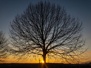 Naklejka premium tree at sunset
