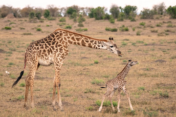 Naklejka na ściany i meble Mother giraffe tends to her newly born calf as it tries to walk on wobbly legs. Image taken in the Masai Mara, Kenya. 