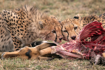Two young cheetah feeding on a fallen impala.  Image taken in the Maasai Mara, Kenya. © Lori Labrecque