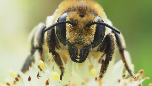 Macro portrait of a bee on a white flower.