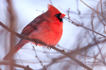 male cardinal on branch with gray winter clouds in the background