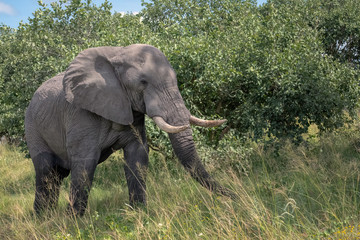 A large male elephant eating grass in a clearing. Image taken in the Okavango Delta, Botswana.	