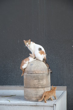 Katzen 