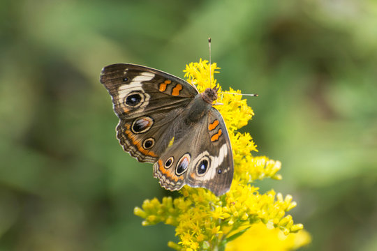 Butterfly 2019-172 / Buckeye Butterfly (Junonia coenia)
