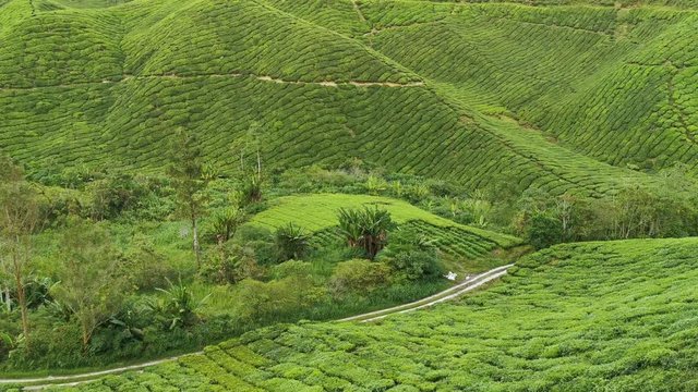 Tilt up of  hilly tea plantations with blue skies in the background.