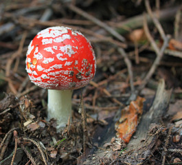 Fliegenpilz