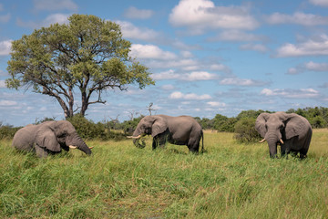 Three wild elephants feed on lush green grass.  Image taken in the Okavango Delta, Botswana.