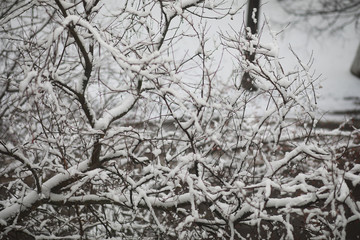 Winter Park. Landscape in snowy weather. January.