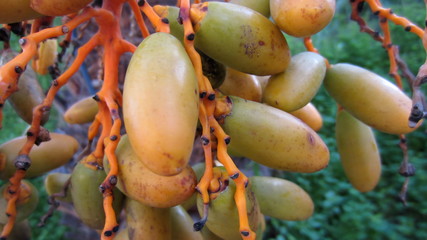 Fresh dates on the palm