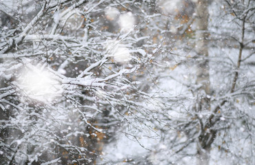 Winter Park. Landscape in snowy weather. January.