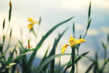 Bright spring greens at dawn in the forest. Nature comes to life in early spring.