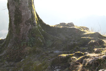 Arbre forêt enchantée