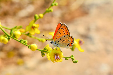 Beautiful butterfly sitting on flower in a summer garden
