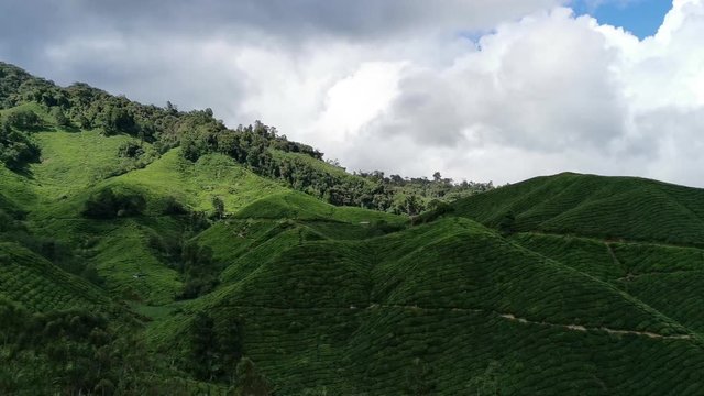 pan left to right hilly tea plantations with blue skies in the background.