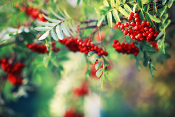 Bright spring greens at dawn in the forest. Nature comes to life in early spring.