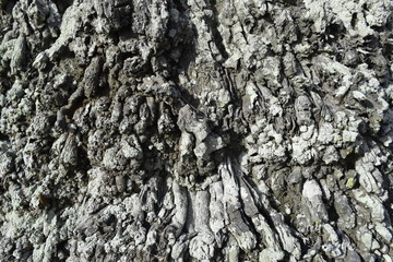 old tree bark