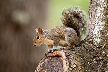Naklejka na ściany i meble Squirrel on the elbow of a tree