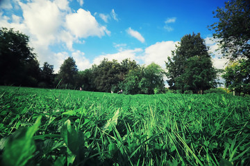 Bright spring greens at dawn in the forest. Nature comes to life in early spring.