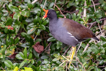 Marsh hen ( Moorhen ) stands in the bushes at the edge of a marsh