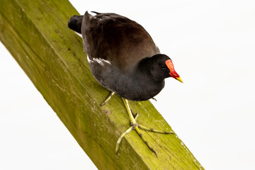 Marsh hen (moorhen) hides under a pier