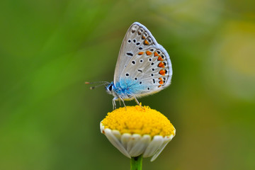 Beautiful butterfly sitting on flower in a summer garden