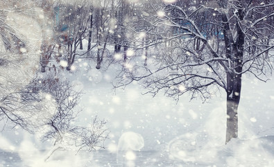 Winter forest landscape. Tall trees under snow cover. January frosty day in the park.