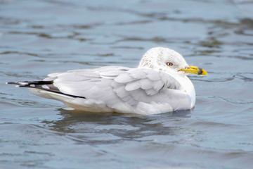 Black ring billed gull floating in the water in the Gulf of Mexico Florida