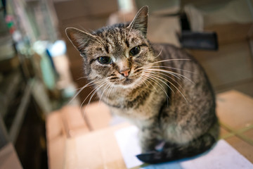 Sitting cat striped at the factory in the middle of the boxes.