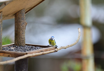 Feeding the blue tit with sunflower seeds in the garden