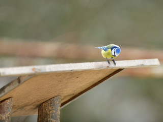 Eurasian blue tit sitting on a feeder rack with sunflower seeds for feeding in autumn