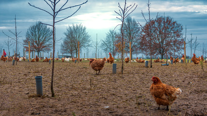 chicken on farm