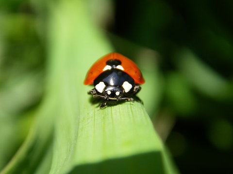 Marienkaefer im Gras