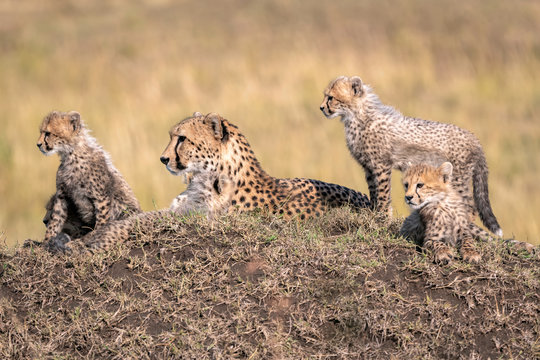 Mother cheetah lying on a large mound surrounded by her tiny cubs. Image taken in the Maasai Mara, Kenya.	