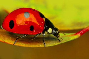 Beautiful ladybug on leaf defocused background