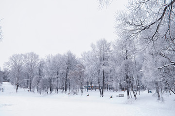Winter forest landscape. Tall trees under snow cover. January frosty day in the park.