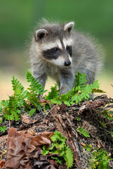 Naklejka na ściany i meble A tiny baby raccoon sits on a fallen tree covered with ferns and fungus. 