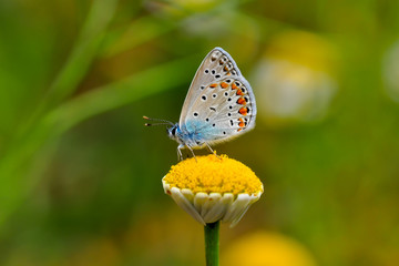 Beautiful butterfly sitting on flower in a summer garden