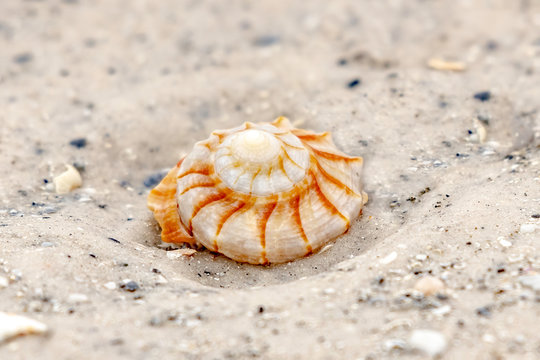 Conch Shell Burried In The White Sandy Beach