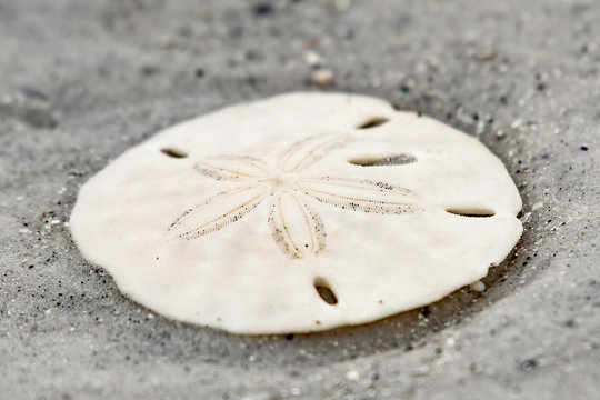 Closeup of a sand dollar on the beach