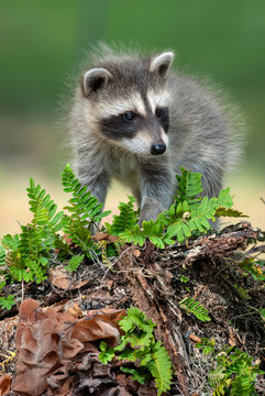 A tiny baby raccoon sits on a fallen tree covered with ferns and fungus.	
