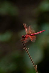 red dragonfly